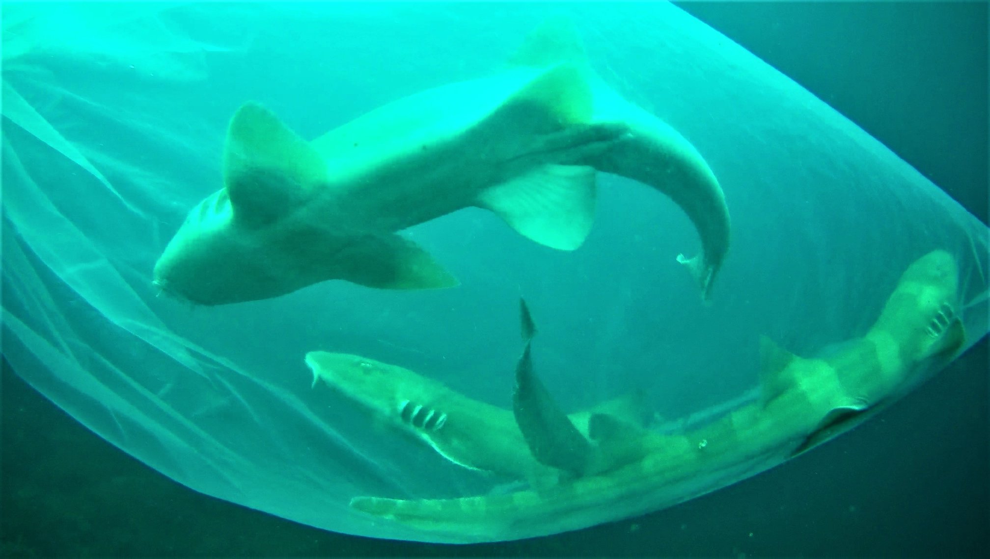 Bamboo Shark release