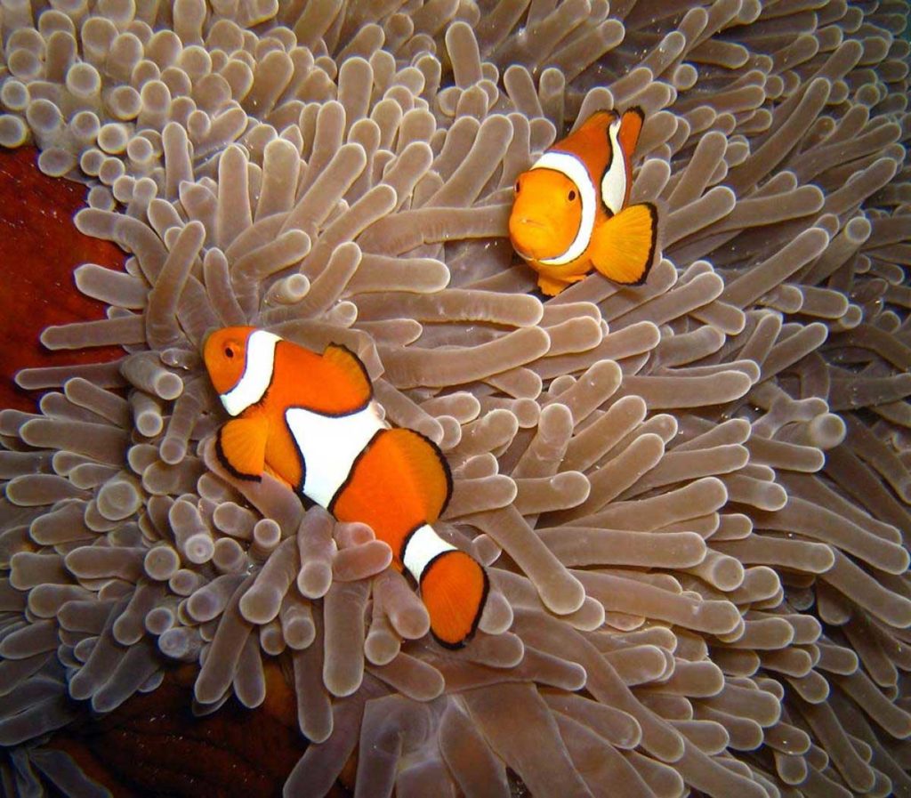 Anemonefish in Pattaya Dive Sites – Koh Krok dive site