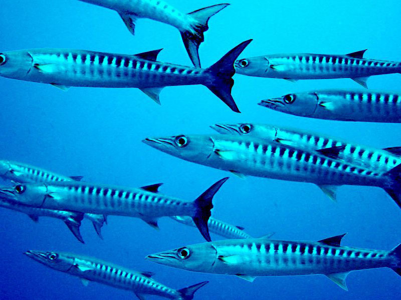 PADI Fish ID Specialty