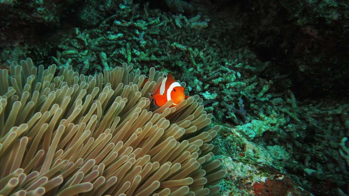 Top 5 Dive Sites in Pattaya