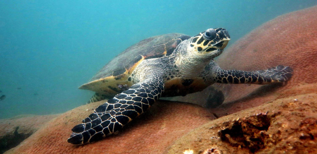 Hawksbill Turtles – Ultimate Guide to Koh Phai Dive Site Pattaya
