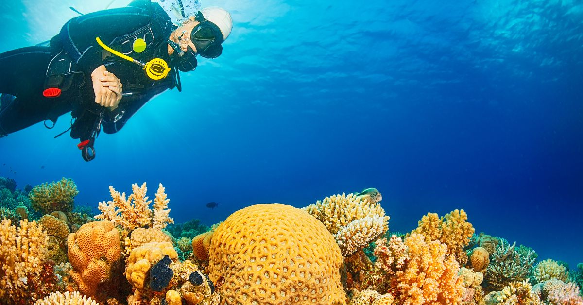 Discover Eco Dive Tourism