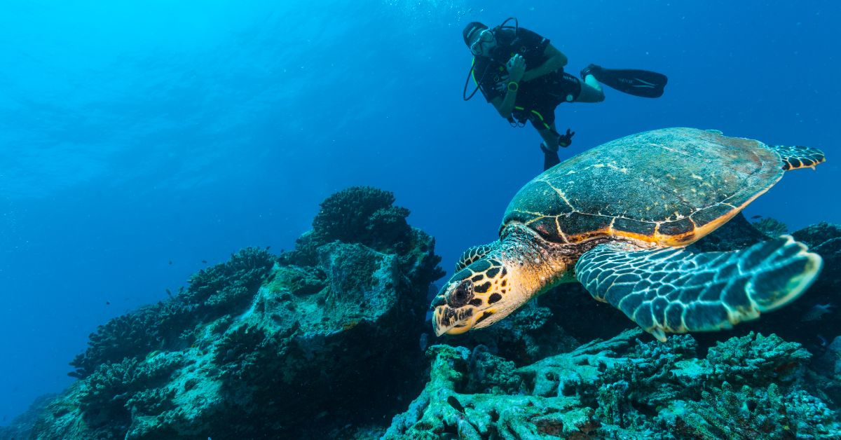 Ultimate Guide to Pattaya Diving