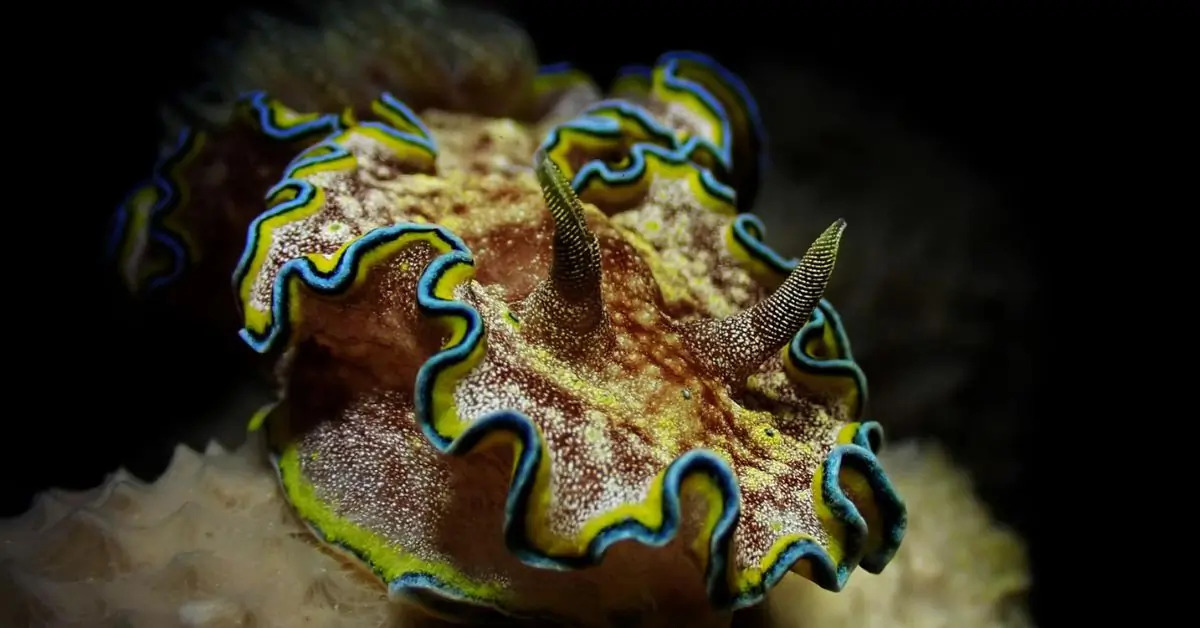 top 10 macro creatures in pattaya and samaesan