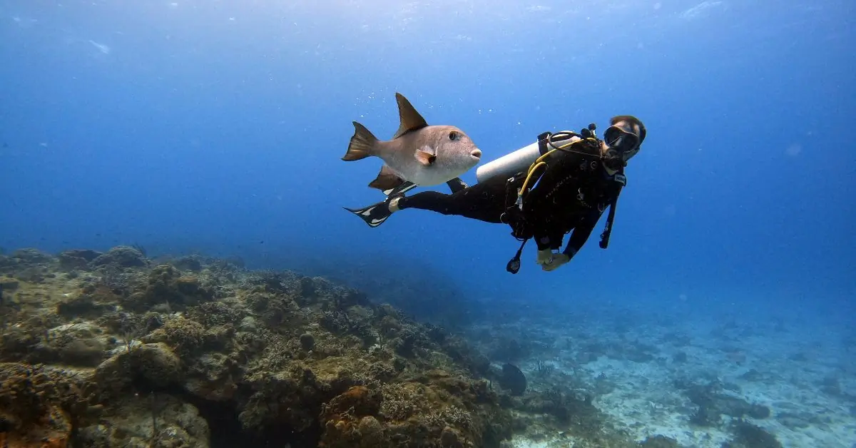 Scuba diving on a budget in Pattaya