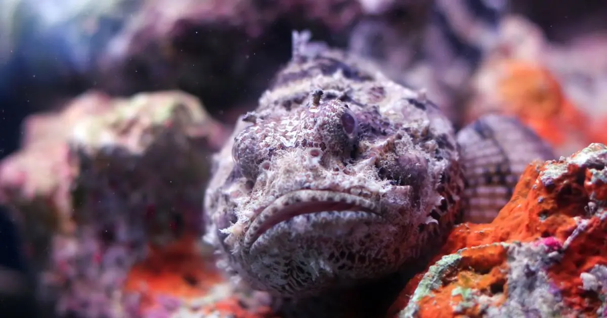 7 dangerous sea creatures in Pattaya