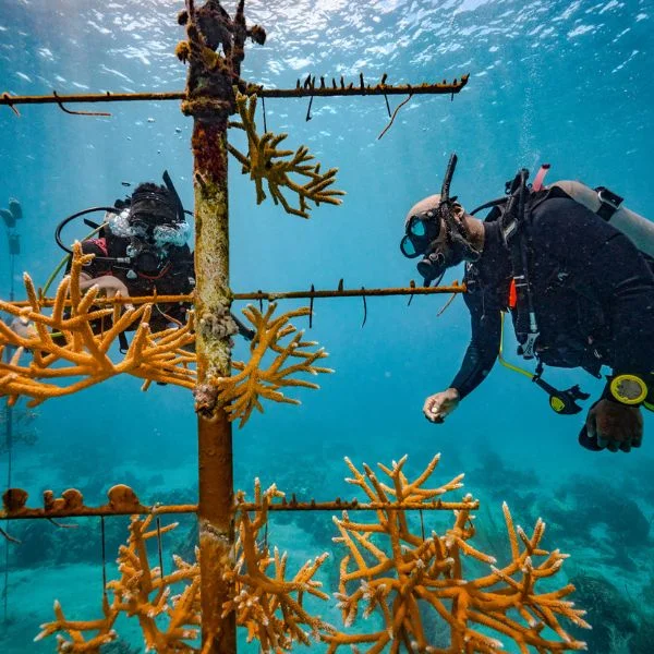 Instructor explaining coral reef ecosystems to students