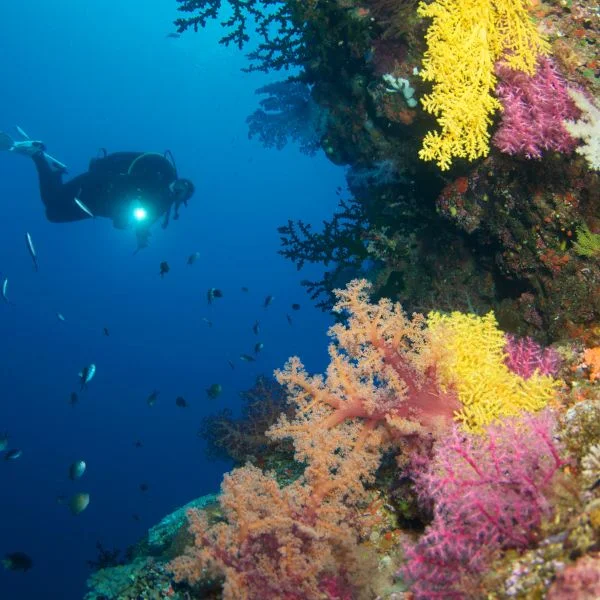 Diver observing coral reef ecosystem and marine species behavior
