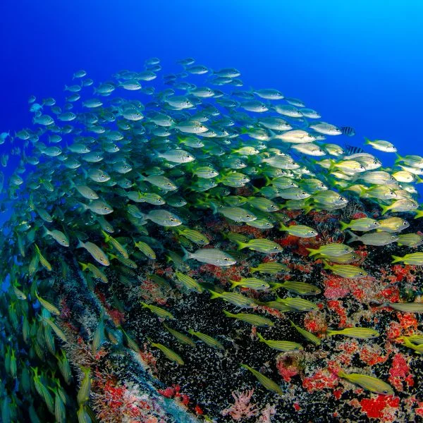 Diver observing marine life over coral reef