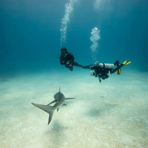 Divers observing shark calmly during underwater interaction