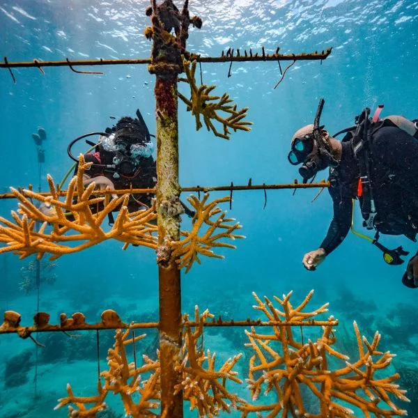 Diver documenting coral reef health and biodiversity