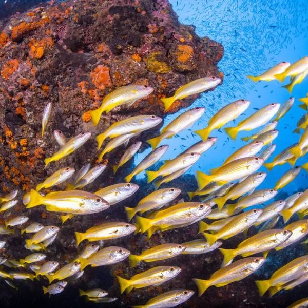 Consistent diving conditions throughout the year in Pattaya’s tropical climate