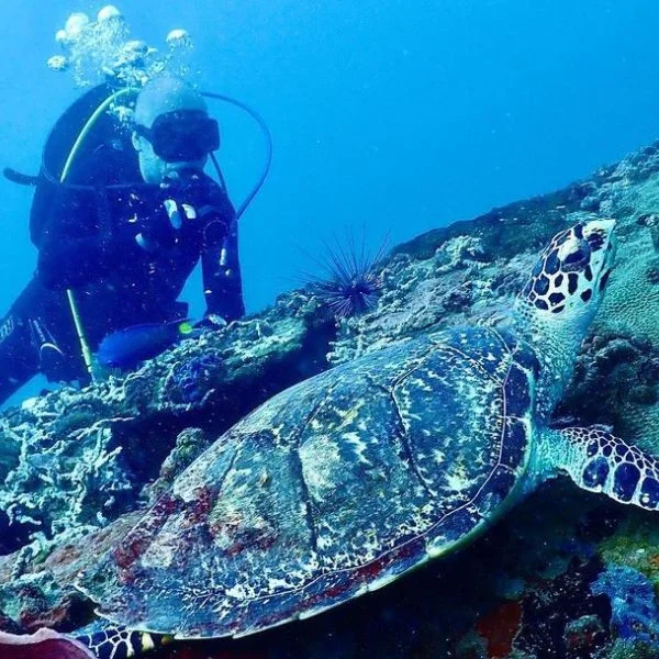 Turtle in Pattaya Dive Sites – Koh Krok dive site