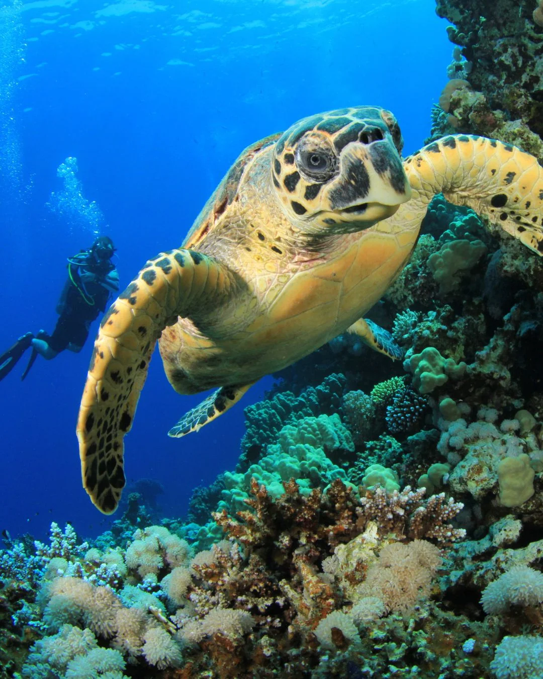 Try Scuba Diving in Pattaya