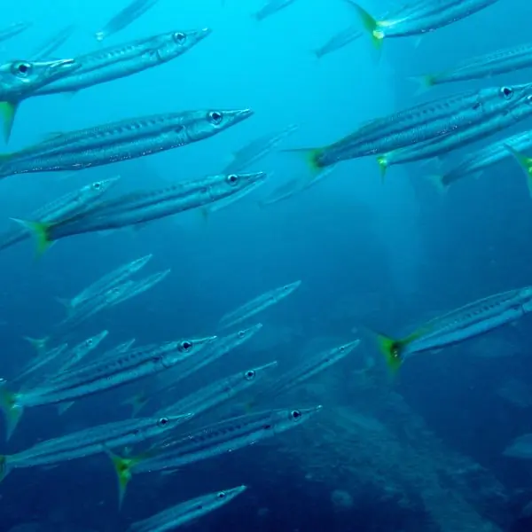 Barracuda – Pattaya scuba diving