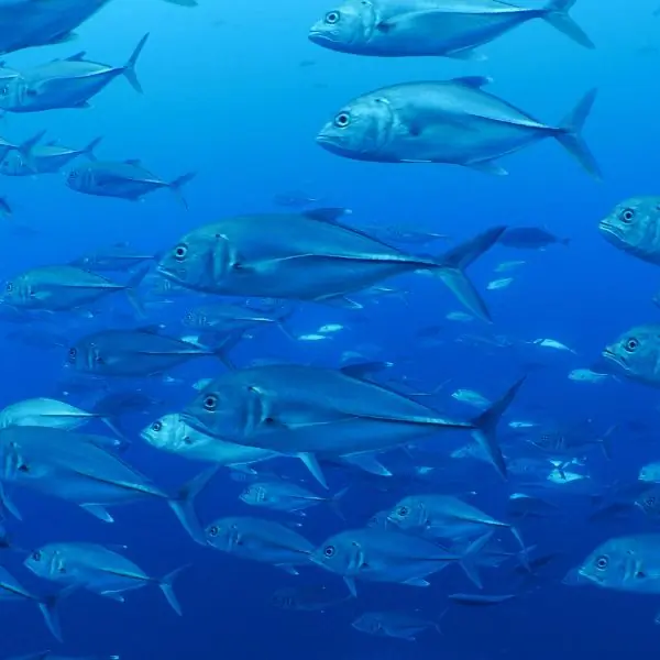 HTMS Khram Wreck Pattaya Trevally