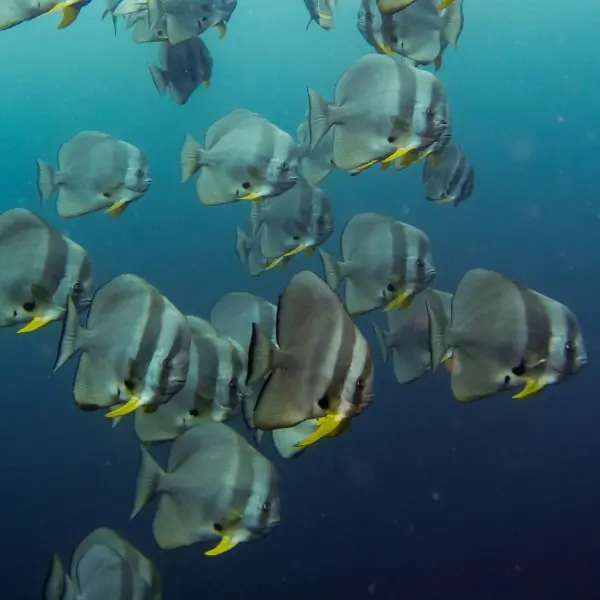 HTMS Khram Wreck Pattaya Batfish