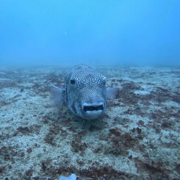 HTMS Khram Wreck Pattaya Porcupinefish