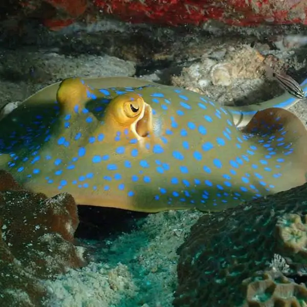 Blue-spotted stingray - Ultimate Guide to Koh Rong Nang Dive Site Pattaya
