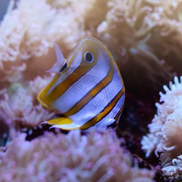 Butterflyfish in Pattaya Dive Sites – Koh Krok dive site