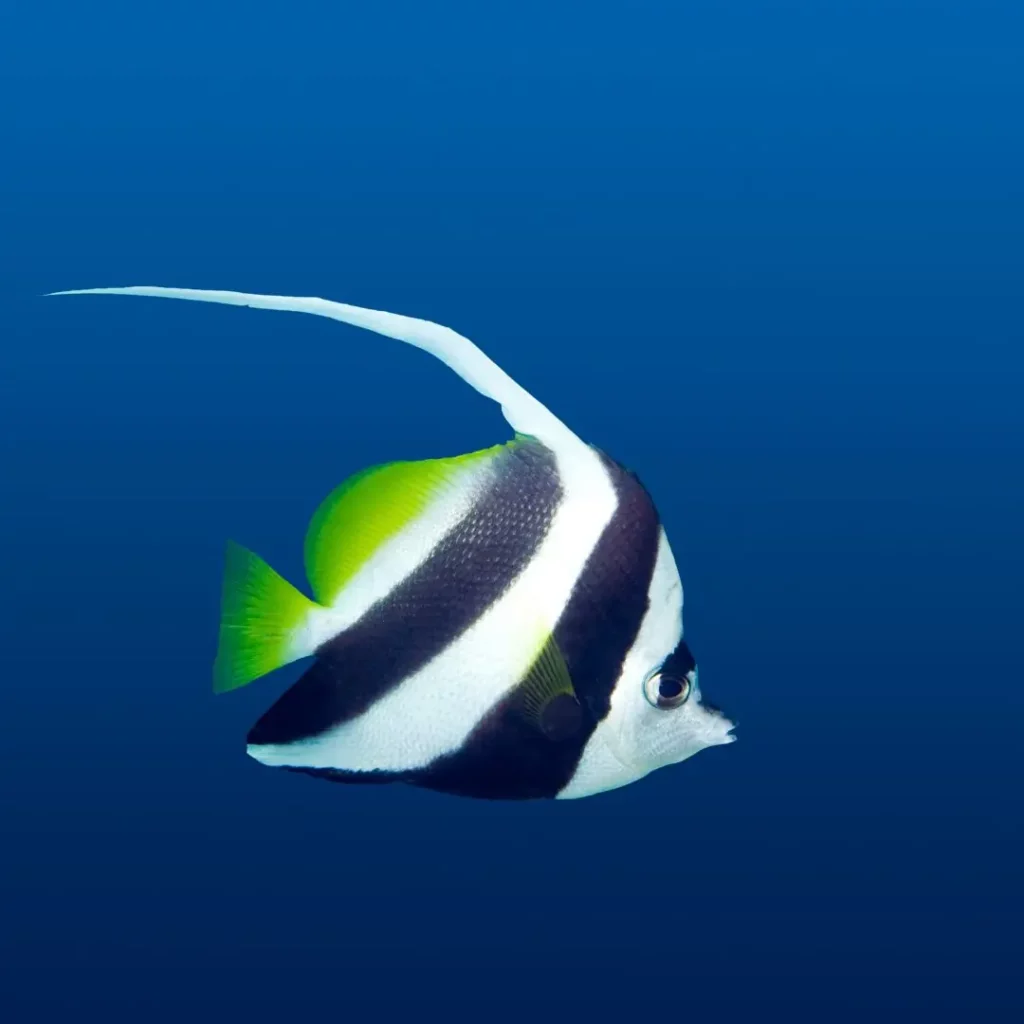 Bannerfish at HTMS Hardeep shipwreck in Pattaya