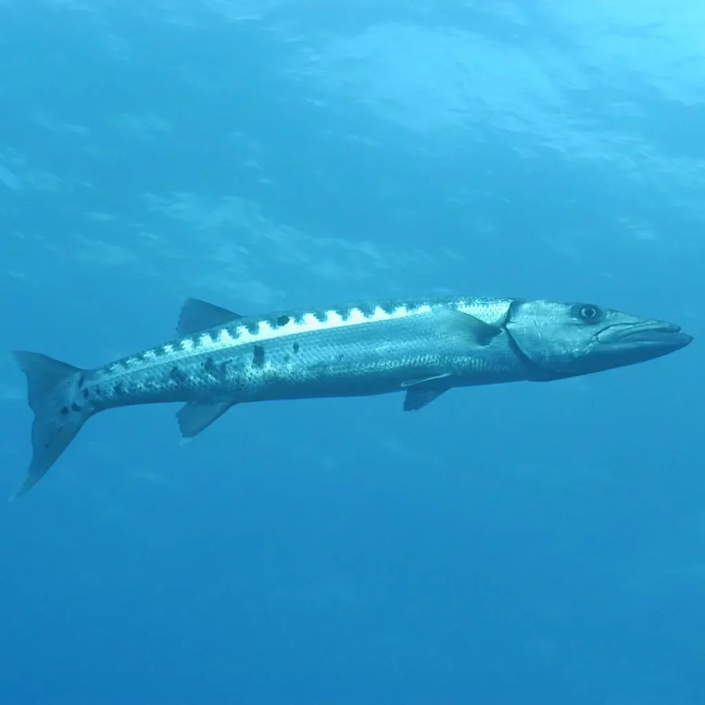 Barracuda at HTMS Hardeep shipwreck in Pattaya