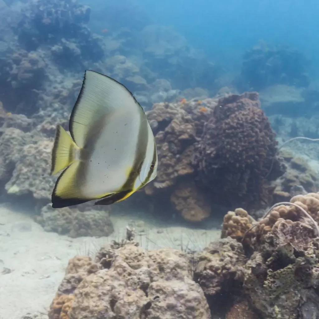 Batfish at HTMS Hardeep shipwreck in Pattaya