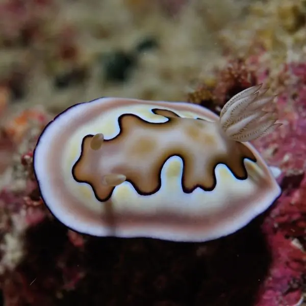 Colorful nudibranch on coral, illustrating macro species often seen near Bremen Wreck Pattaya