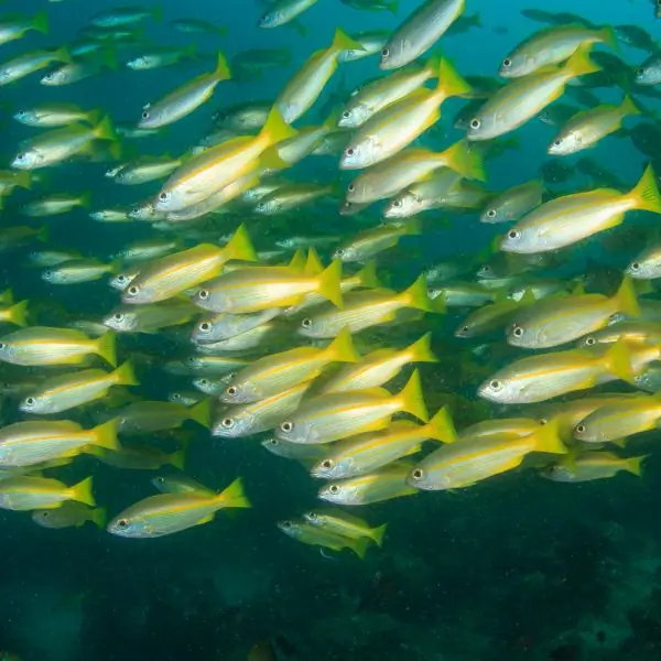 Group of yellowtail snappers swimming in formation, echoing reef life near Bremen Wreck Pattaya
