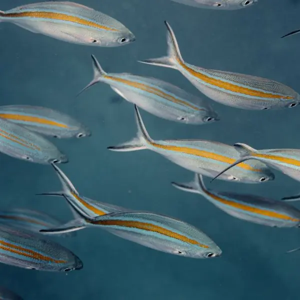 Streamlined fusiliers with yellow stripes, representing reef species around Bremen Wreck Pattaya