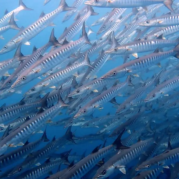 Large school of barracuda in open water, similar to sightings near Bremen Wreck Pattaya