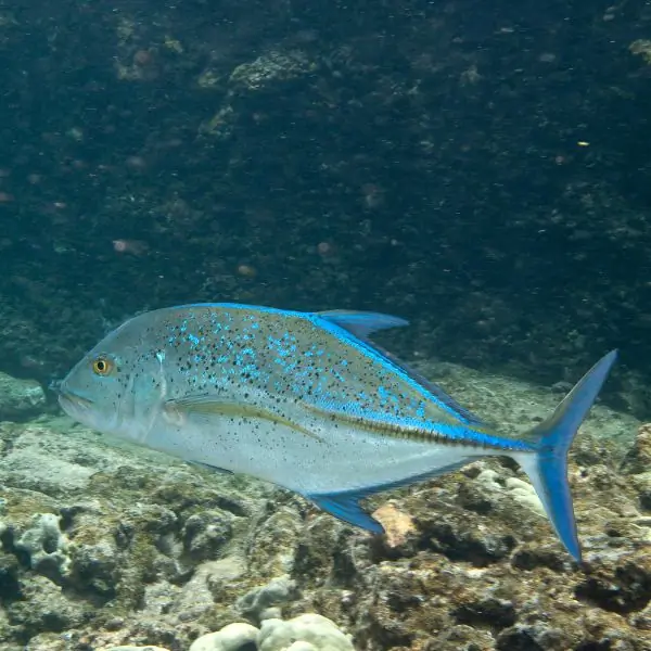 Bluefin trevally swimming near coral reef, typical predator around Bremen Wreck Pattaya
