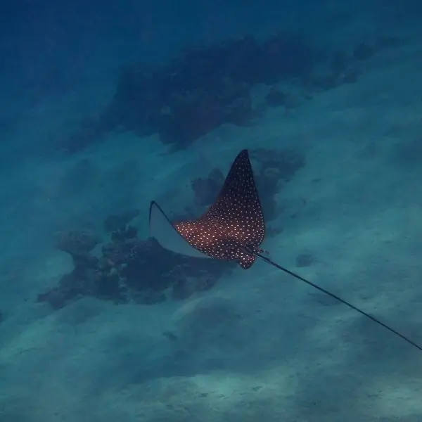 Spotted eagle ray gliding over reef, representing marine life near Bremen Wreck Pattaya