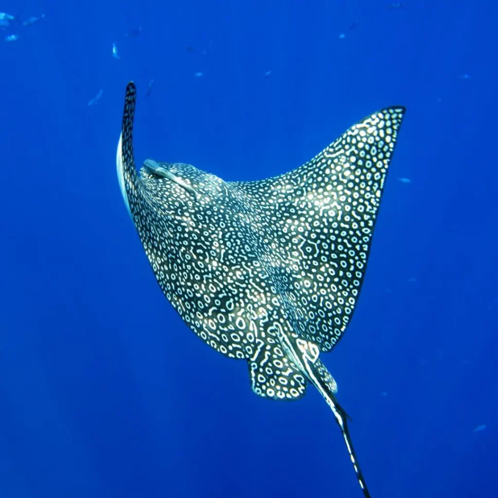 Eagle Rays (occasional) at HTMS Hardeep shipwreck in Pattaya