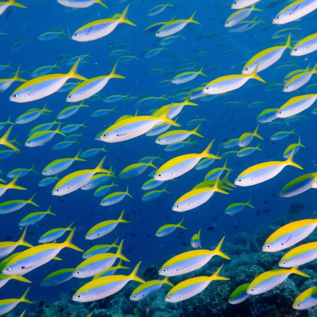 Fusiliers at HTMS Hardeep shipwreck in Pattaya