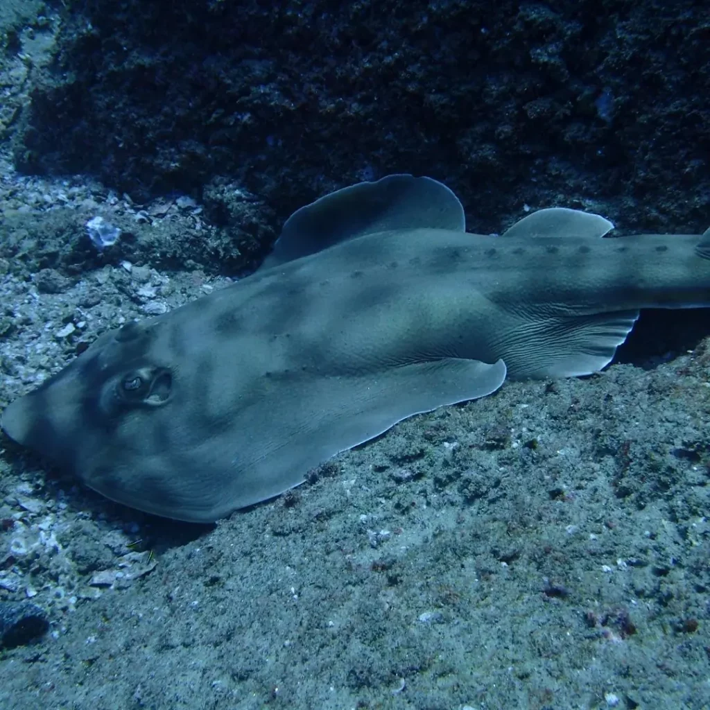 Guitarfish (Shovelnose Ray) at HTMS Hardeep shipwreck in Pattaya
