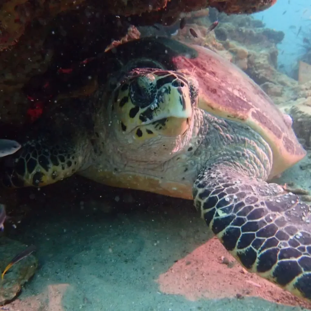 Hawksbill Turtles at HTMS Hardeep shipwreck in Pattaya
