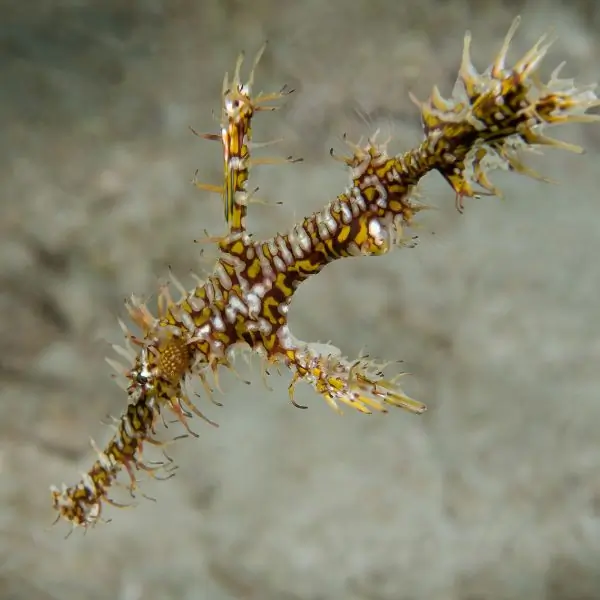 Ghost Pipefish – Pattaya wreck diving