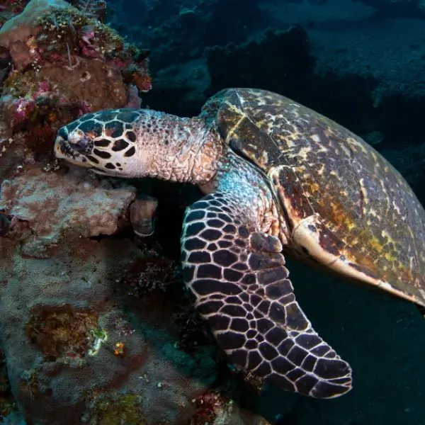 Hawksbill Turtle – Ultimate Guide to Koh Chan Dive Site Pattaya