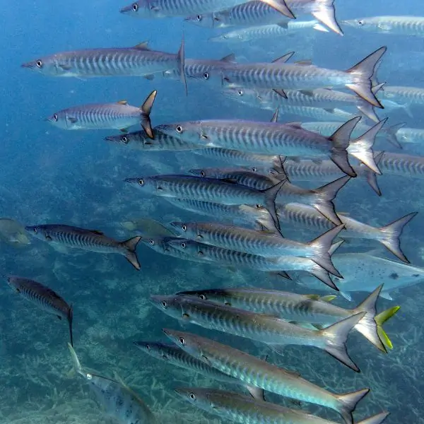 barracuda in Pattaya and Samae San