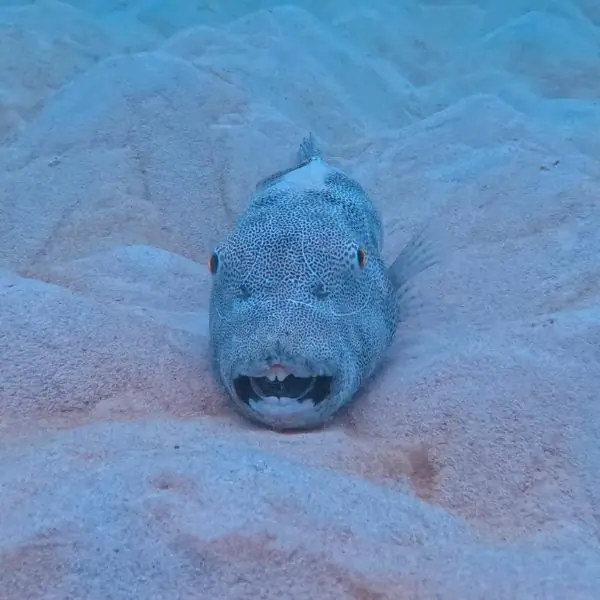 Pufferfish – Pattaya scuba diving