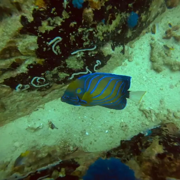 Angelfish swimming around HTMS Kut Shipwreck Pattaya