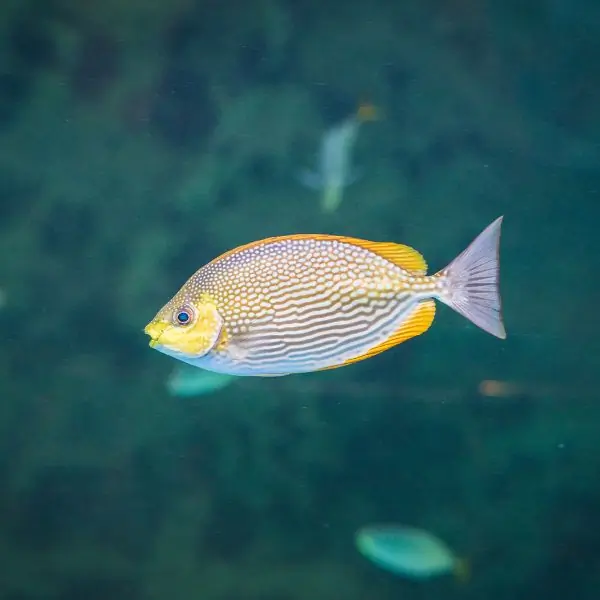 Rabbitfish near HTMS Kut Shipwreck Pattaya