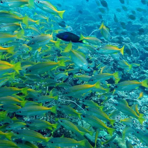 Yellowtail fusiliers around HTMS Kut Shipwreck Pattaya