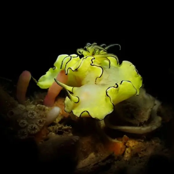 Yellow nudibranch on HTMS Kut Shipwreck Pattaya