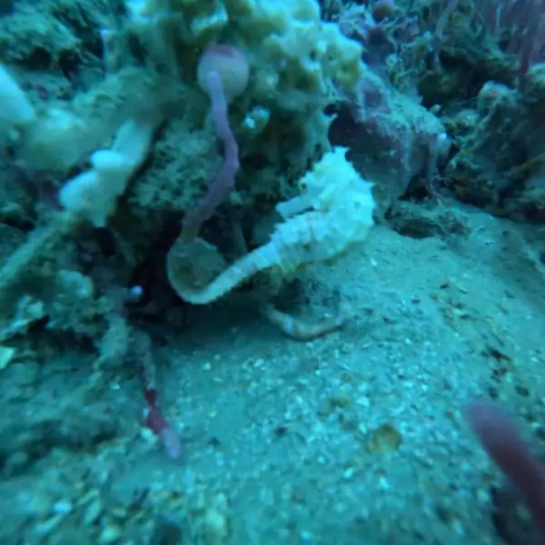 Seahorses – Ultimate Guide to Koh Phai Dive Site Pattaya