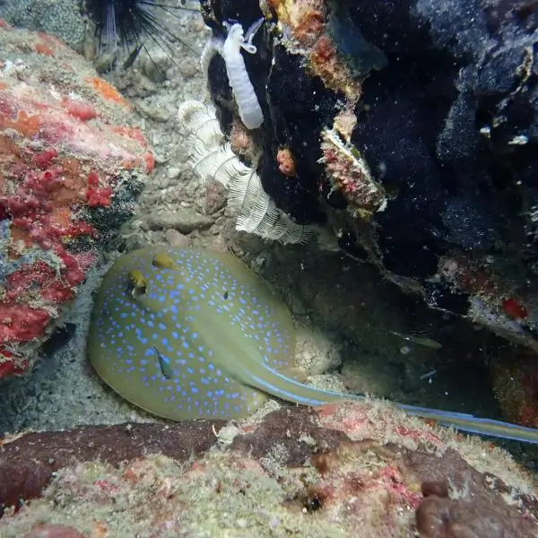 Blue spotted stingray at HTMS Kut Shipwreck Pattaya