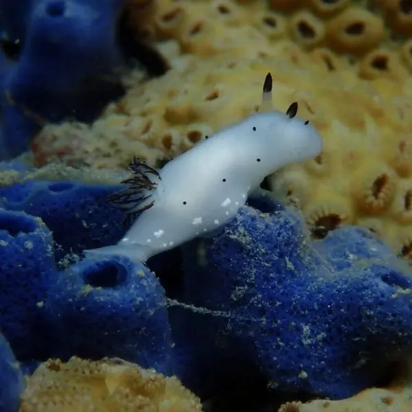Nudibranch on HTMS Kut Shipwreck Pattaya