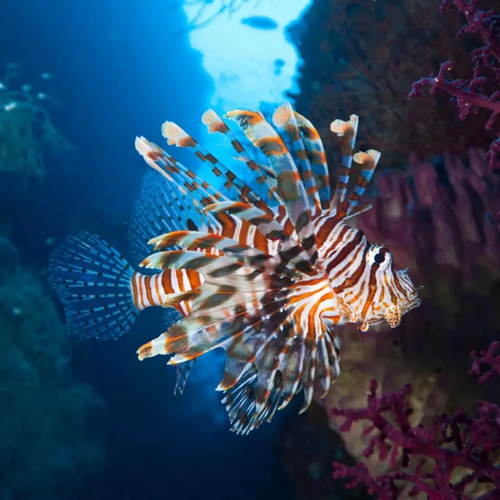 Lionfish in Pattaya Dive Sites – Ultimate Guide to Koh Krok Dive Site Pattaya