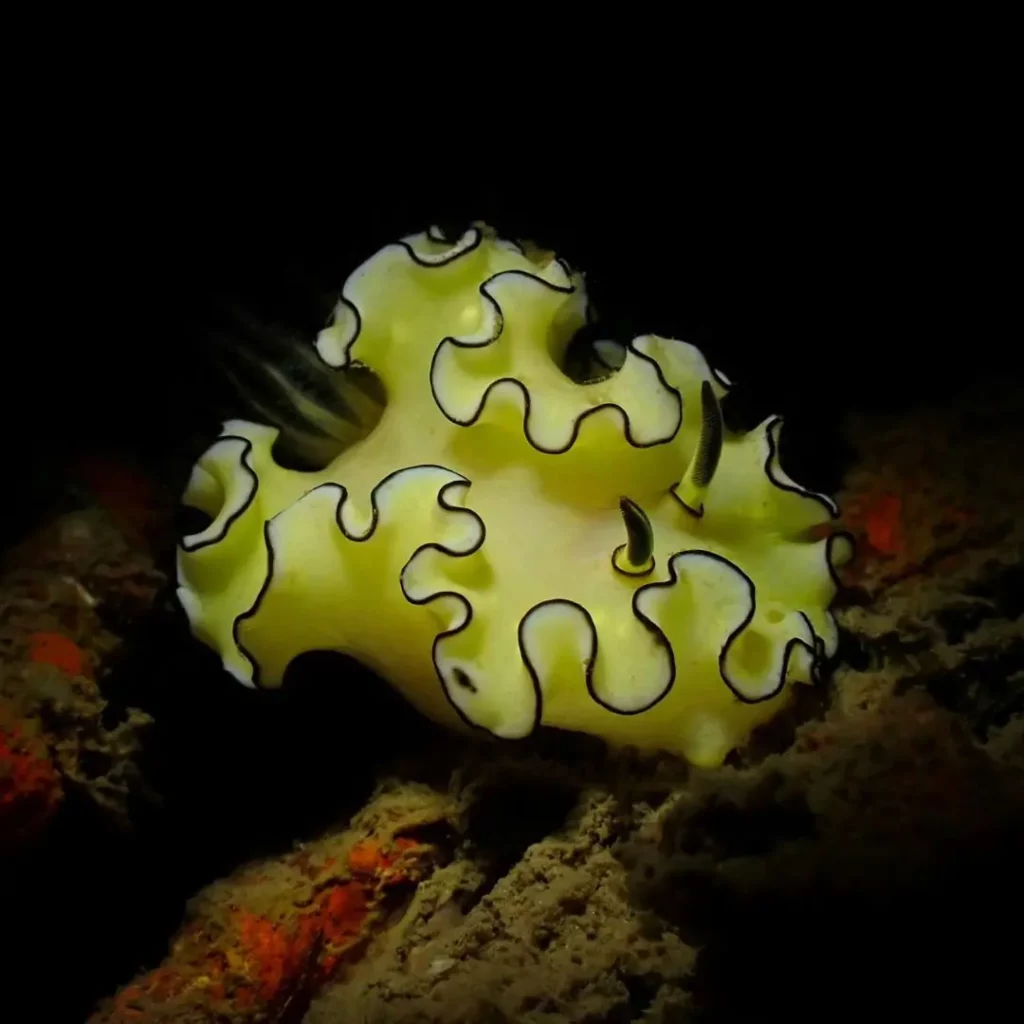 Vibrant lettuce nudibranch at HTMS Hardeep wreck